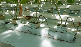Using irrigation, pruning and harvesting to manage Mycosphaerella in cucumber